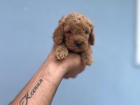 Her Renk Maltipoo Yavrumuzu Canlı Görebilirsiniz