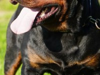 Rottweiler extrem sırbistan timittor