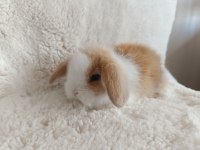 Hollanda Lop Bebek Tavşanlar