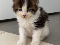 Nadir ve Özel renklerde safkan maine coon yurt dışı