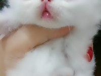 EXOTIC SHORTHAIR ERKEK 