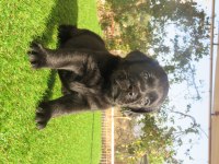 FCI-KIF şecereli Labrador Retriever Yavrularımız
