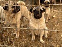 İki dişi ve bir erkek pug