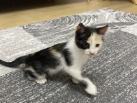 GEBZEDE YAVRU KEDİMİZ