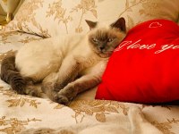 Safkan British Blue Point Dişi Erkek 2 Kedi