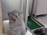 Son 1 yavru scottish fold