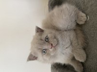 Yavru British Shorthair