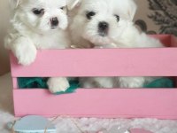 Petmode köpek çiftliğinde kore kan maltese