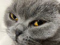 Scottish fold kedimiz 2 yaşında