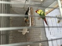 Ağır parçalı parrot ispinozu