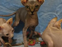 Naked Beauty Sphynx Cattery