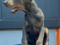 Blue doberman özel seri estetikli