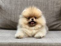 Pomeranian boo ırk garantili