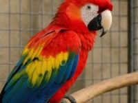 Ara Macaw kırmızı Sarı Evcil 