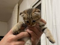 Dünya Tatlısı Bebek Kedilerim Yeni Evine Gitmeye Hazır