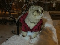 1 Yaşında Duman gri Scottish Fold