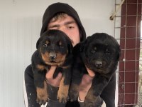 Üst Kalite Orjinal Rottweiler Yavruları