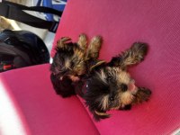 Teacup orjinal yorkshire terrier bebekler