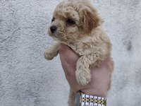 Boy Kilo Garantili Maltipoo Yavrular İzmit