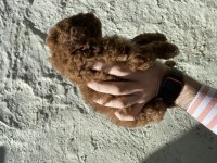 UYGUN VERİLECEK 60 GÜNLÜK DİŞİ VE ERKEK POODLE