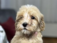 DEV POODLE YAVRULARI
