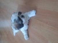 Yakışıklı shih tzu oğlum