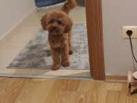 Toy Poodle Maltipoo Kızıma Yuva