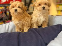 Tüy Dökmeyen Hipoalerjenik Saf Kan Maltipoo Yavrular