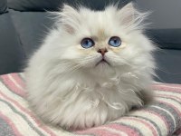Şampiyon anne 3 aylık erkek full şecereli british longhair