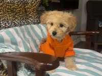 dişi kızımız maltipoo