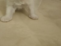 37 mart doğumlu scottish fold