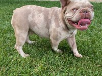 Yetişkin kaliteli french bulldog eğitimli