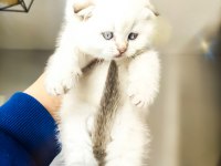 Scottish fold longhair kırık kulak