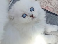 Sıfır kulak top kafa scottish fold bebekler