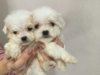 TEACUP MALTESE DİŞİ VE ERKEK