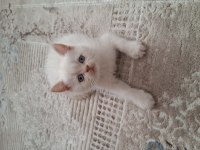 British shorthair kedimiz