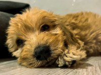 Maltipoo bebekler