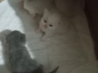 British shorthair bebeklerimiz yeni yuvasını arıyor