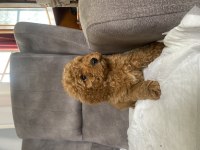 Poodle Tüy Yapısında Maltıpoo Oğlumuz