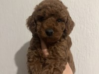 TOY POODLE RED BROWN