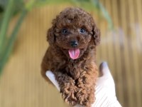 Toy Poodle Bebek Köpekler