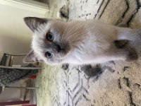 British blue point