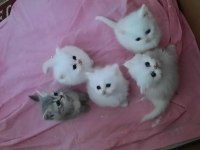 Safkan british shorthair yavruları
