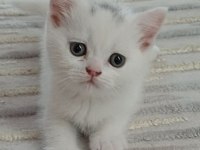 British Shorthair Yavrumuz