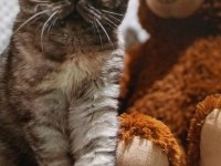 Dişi scottish fold kedimiz