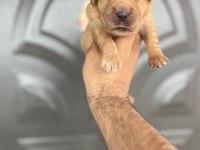 Golden retriever bebekler