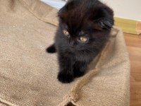 3 aylık scottish fold yavru dişi