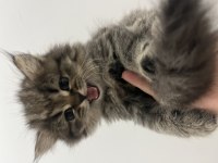 2 Aylık British Longhair Yavru