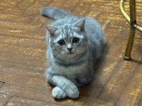 MAMA KARŞILIĞINDA SAHİPLENDİRİLECEK BRITISH SHORTHAIR
