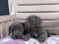 Cane Corso Yavrular Irk Sağlık Garantili